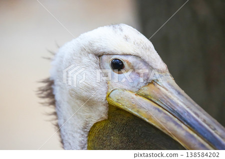 Pelican displays features in close-up view at a nature reserve during the day 138584202