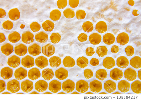 Bees build honeycomb in a hive while storing honey and creating new cells for raising young bees Bees build honeycomb in a hive while storing honey and creating new cells for raising young bees 138584217