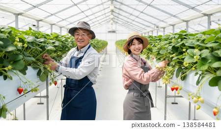 農夫們在草莓農場溫室裡勞動的場景。 138584481