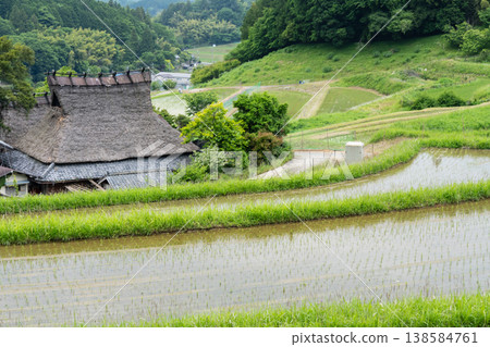 The finished terraced rice field photographed in Hase, Nose Town, Osaka Prefecture 138584761