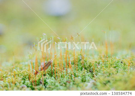 A tiny life [Eco-image] 138584774