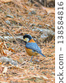 一隻雜色山雀在山間小徑上漫步 138584816