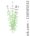 Lavender watercolor illustration 138585032