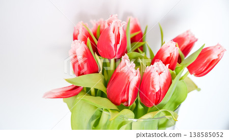 Red and white tulips arranged in a clear glass vase against a white background, showcasing vibrant floral details and green leaves 138585052
