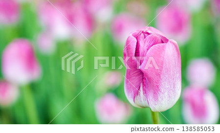 Close-up of a pink tulip flower with blurred green foliage and additional pink tulips in the background, showcasing natural beauty in a garden 138585053