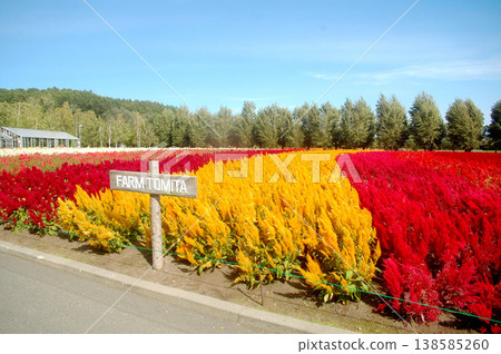 Autumn in Furano: Flower Fields Autumn in Furano: Flower Fields 138585260