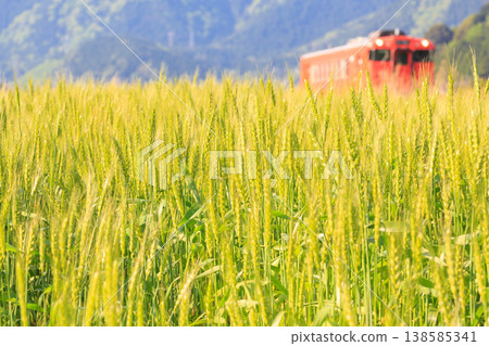 A reddish-brown diesel railcar of the Bantan Line seen from a wheat field. A reddish-brown diesel railcar of the Bantan Line seen from a wheat field. 138585341