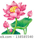 hand-painted watercolor lotus flowers, buds, and leaves in pink. 138585540