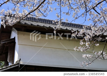 在埼玉縣難波田城公園,倉庫的灰泥牆和瓦片屋頂,以及盛開的櫻花,在藍天的襯托下格外醒目。 在埼玉縣難波田城公園,倉庫的灰泥牆和瓦片屋頂,以及盛開的櫻花,在藍天的襯托下格外醒目。 138585543