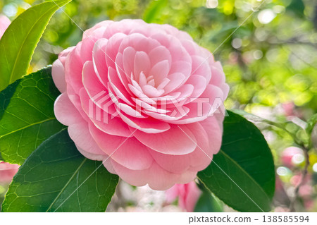 乙女椿 乙女椿 138585594