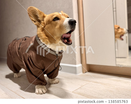 A happy beautiful red-haired Welsh corgi in a jumpsuit is going for a walk A happy beautiful red-haired Welsh corgi in a jumpsuit is going for a walk 138585763