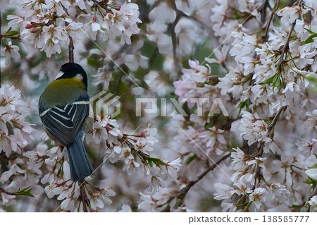 大山雀棲息在一棵櫻桃樹上 138585777