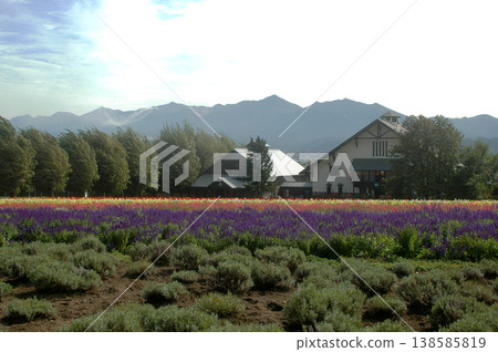 富良野的秋天:花田,薰衣草 富良野的秋天:花田,薰衣草 138585819