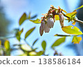 Blueberry flowers and buds against a spring blue sky background. 138586184