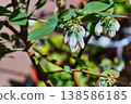 Blueberry flowers and buds 138586185