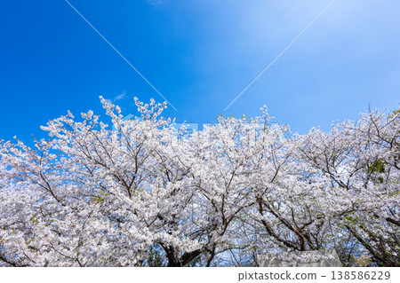 櫻花 櫻花 138586229