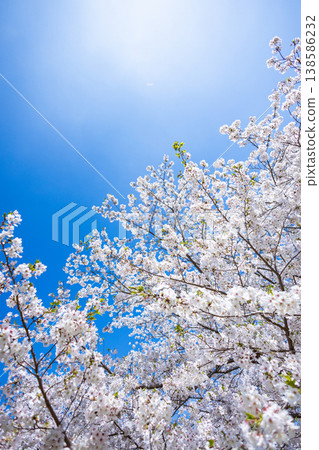 櫻花 櫻花 138586232