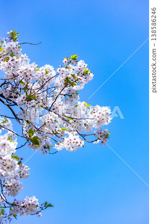 Cherry Blossoms   138586246