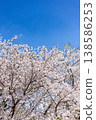 Cherry Blossoms   138586253