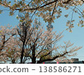 Through the gaps in the cherry blossoms. 138586271