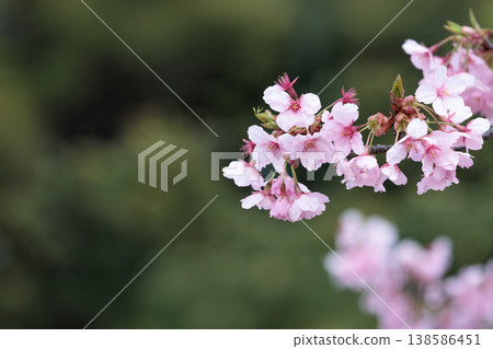 河津櫻花在早春的陽光下閃閃發光 138586451