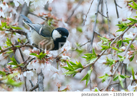 A great tit perched on a cherry plum tree. A great tit perched on a cherry plum tree. 138586455