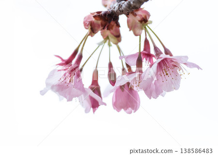 Kawazu cherry blossoms sparkle pink in the early spring sunlight Kawazu cherry blossoms sparkle pink in the early spring sunlight 138586483