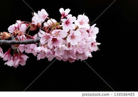 Kawazu cherry blossoms sparkle pink in the early spring sunlight Kawazu cherry blossoms sparkle pink in the early spring sunlight 138586485