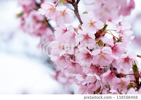 Kawazu cherry blossoms sparkle pink in the early spring sunlight Kawazu cherry blossoms sparkle pink in the early spring sunlight 138586488