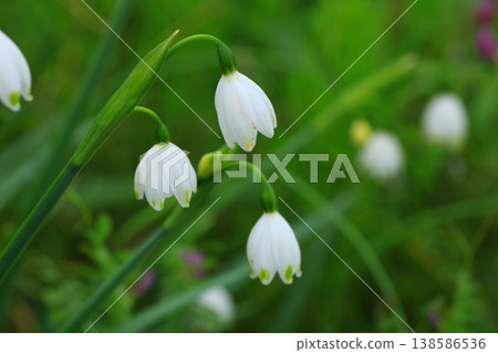 Lily of the valley flowers blooming in a spring field Lily of the valley flowers blooming in a spring field 138586536