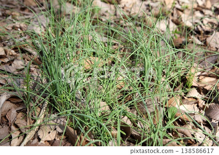 Wild novil 138586617