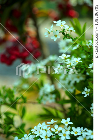 The delicate white flowers of the Spiraea thunbergii The delicate white flowers of the Spiraea thunbergii 138586705