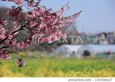 Yellow rapeseed fields and pink cherry blossoms spread across the countryside. 138586827