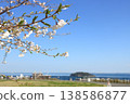 從平和中央公園眺望：櫻花盛開 138586877