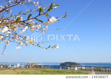 View from Heiwa Central Park: Cherry blossoms 138586877