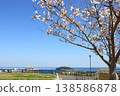 從平和中央公園眺望：櫻花盛開 138586878