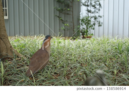 一隻鳥 一隻鳥 138586914