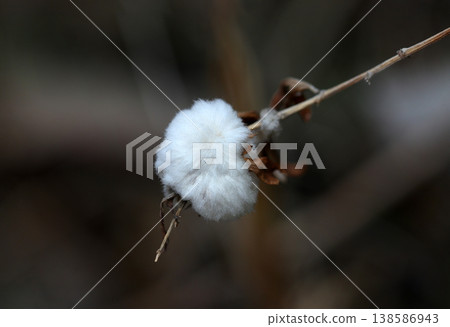 日本棉花植株上乾燥的白色棉絮特寫(自然環境下的微距攝影) 日本棉花植株上乾燥的白色棉絮特寫(自然環境下的微距攝影) 138586943