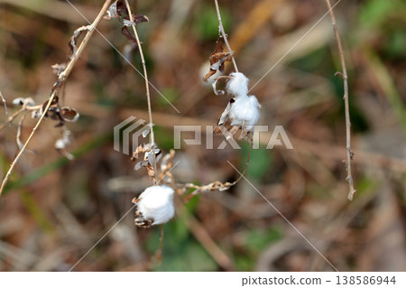 In winter in Japan, a dried branch of the Japanese cotton plant (fluffy white down) is photographed in macro mode in its natural environment. 138586944