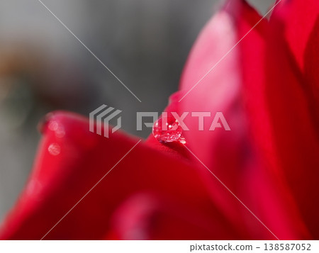 A single water droplet sparkling like a jewel on a deep red rose petal, captured in macro photography. 138587052