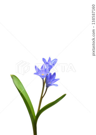 Hananilla Hananilla 138587160