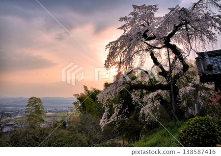 The weeping cherry tree at Jizo Zen-in Temple, bathed in the setting sun. The weeping cherry tree at Jizo Zen-in Temple, bathed in the setting sun. 138587416