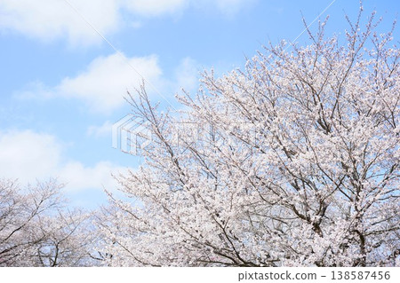 Cherry blossoms in full bloom shining in the blue sky Cherry blossoms in full bloom shining in the blue sky 138587456