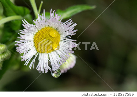 Erigeron annuus flowers with water droplets on them Erigeron annuus flowers with water droplets on them 138587599