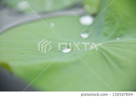 Lotus leaf 138587604