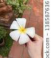 Women's hand with plumeria 138587636