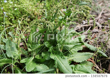 Sorrel that has produced its seed heads 138587678