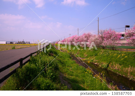 A row of flowering peach trees along the irrigation canal A row of flowering peach trees along the irrigation canal 138587703