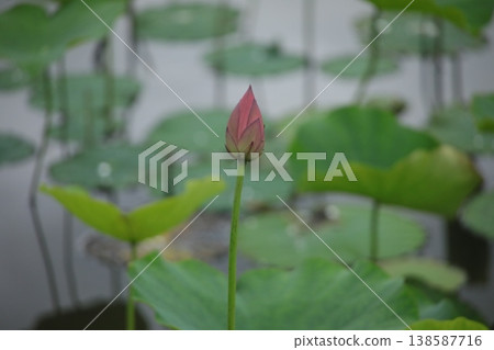 蓮花 蓮花 138587716