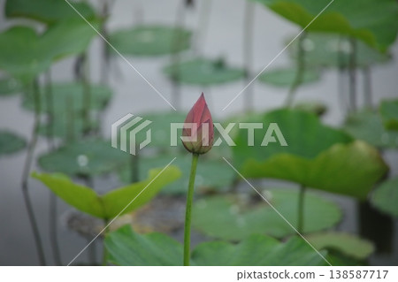 蓮花 蓮花 138587717